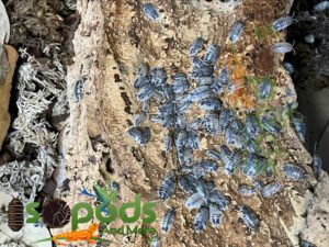 35+ DAIRY COW ISOPODS bioactive substrate reptiles dart frogs LAG