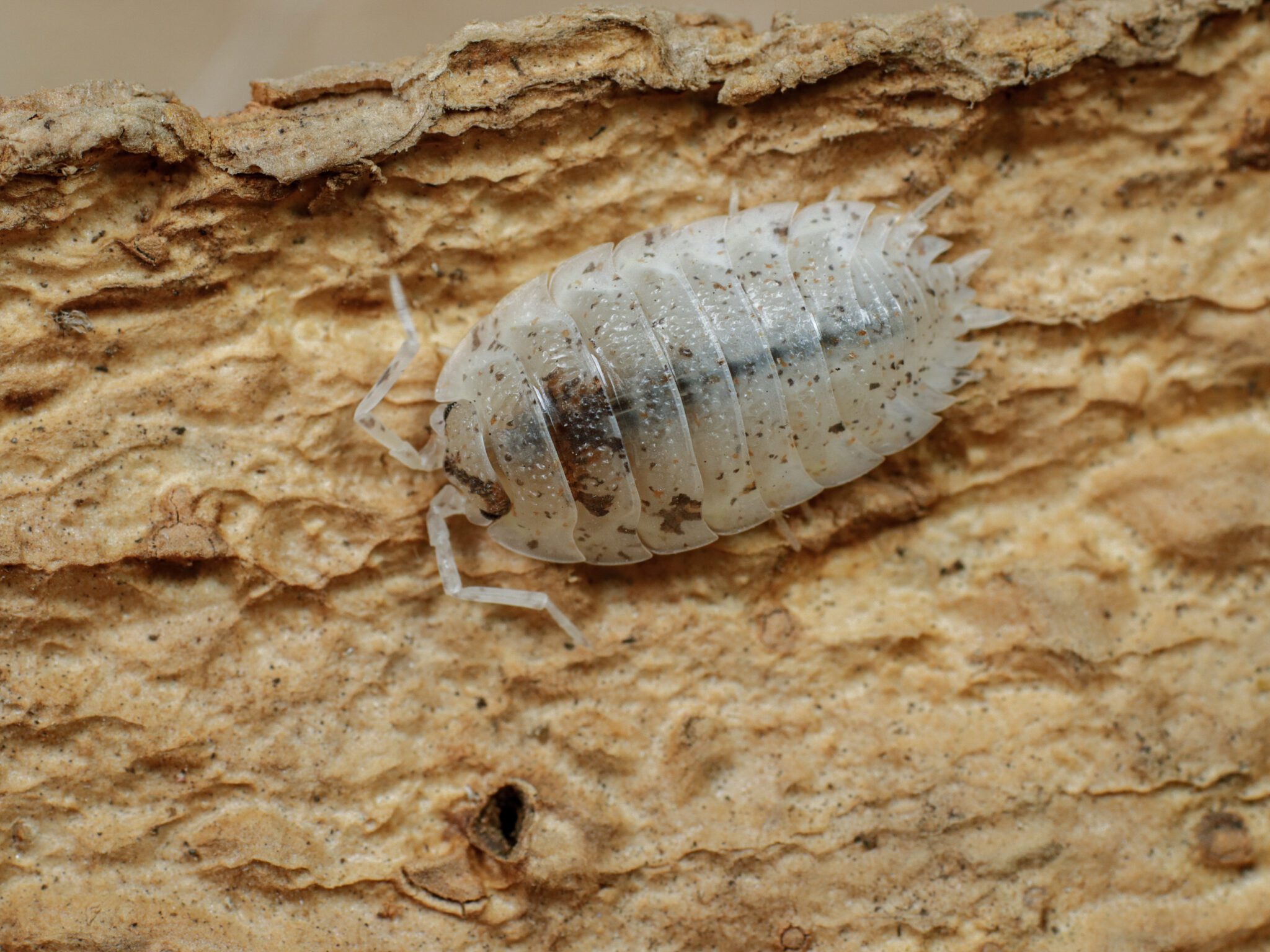 Isopods for Sale - Isopods And More LLC