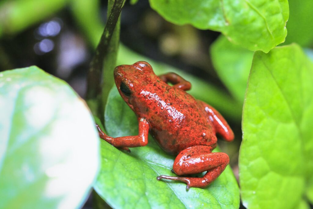 Strawberry Poison Dart Frog in Costa Rica