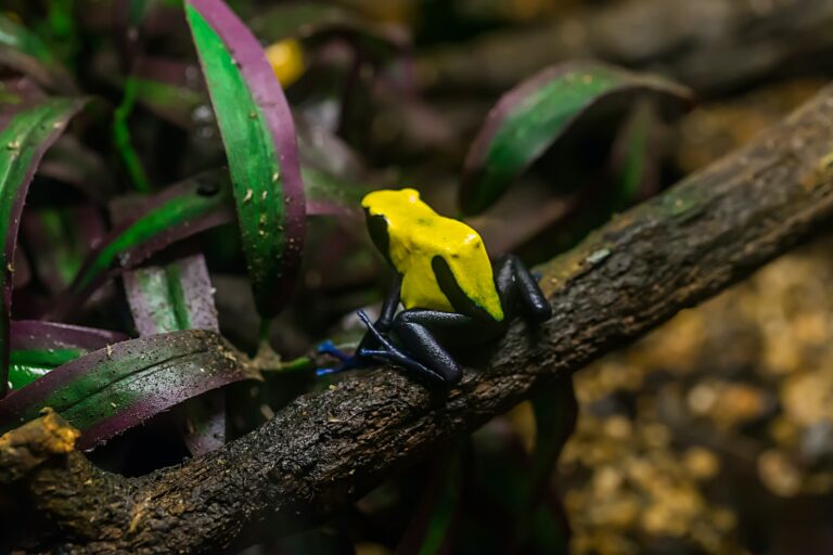 Yellow and black poison dart frog