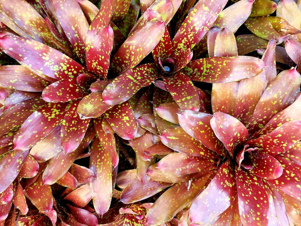 Bromeliad plant close up with visible leaves pattern