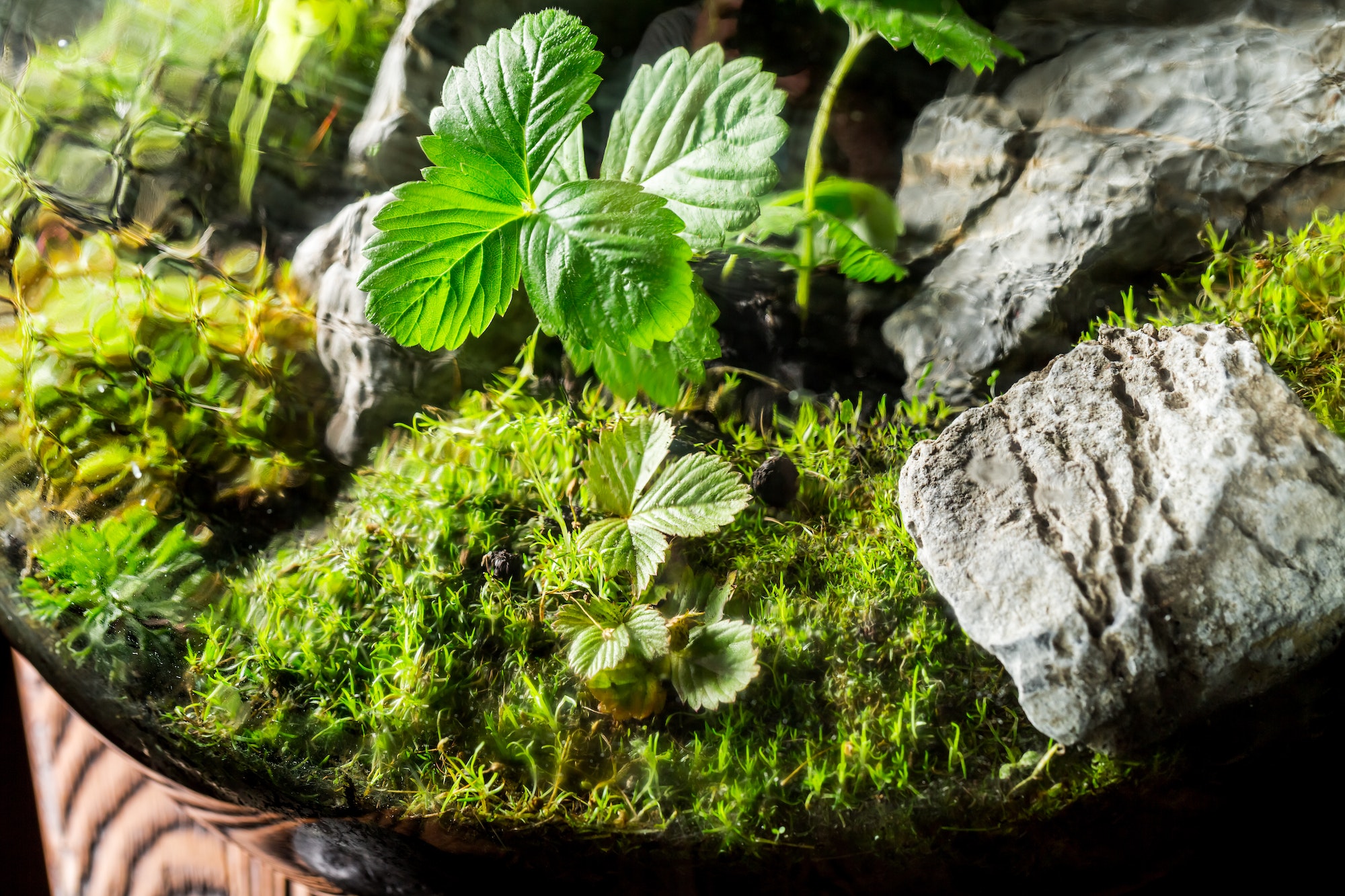 Live Moss Variety Pack - Diverse Selection of Live, Lush Terrarium