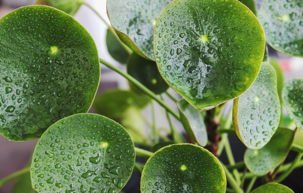 Waterdrops on pilea plant