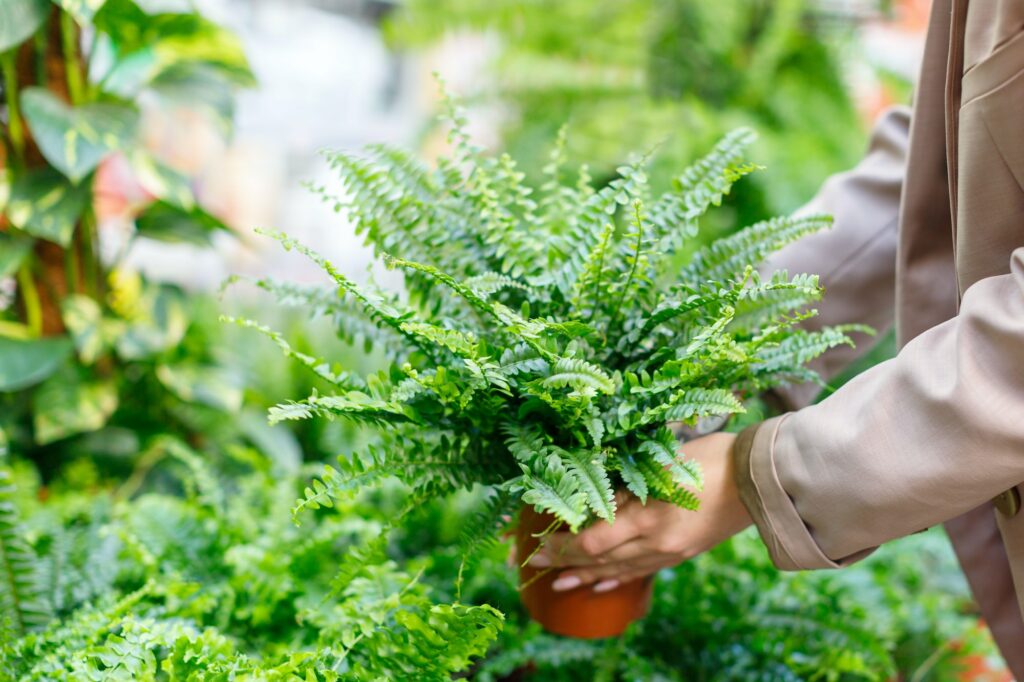 woman choosing potted plant lush Nephrolepis fern