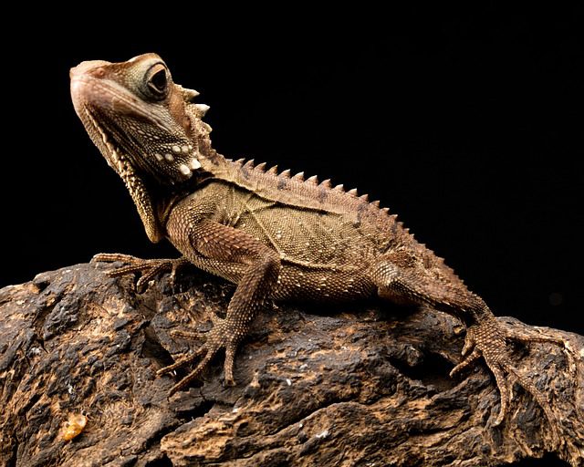 What Are The Different Species Of Bearded Dragons?