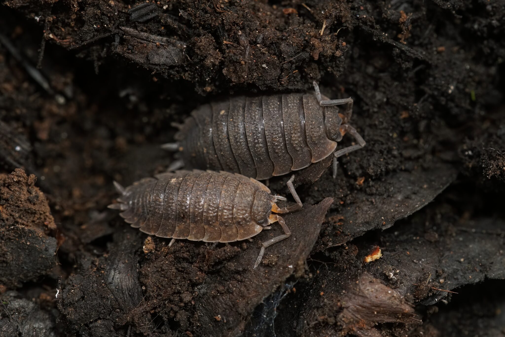 Where to Find Isopods Near Me - Isopods And More LLC