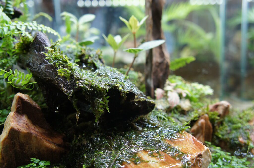 mossy terrarium with wood and rocks