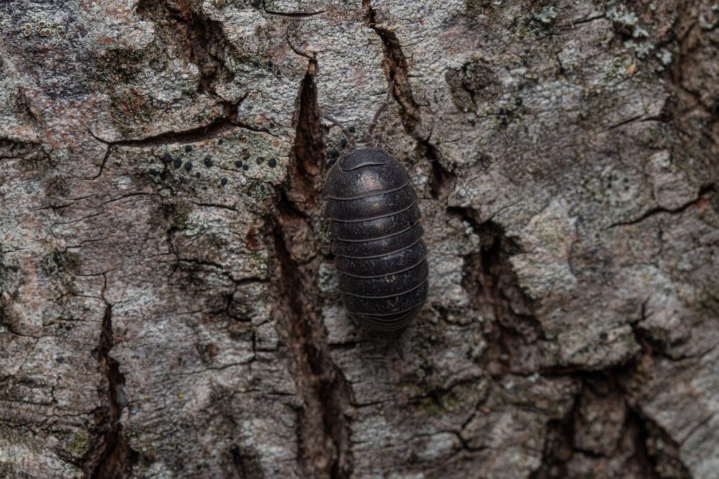 Top view of a black woodlouse on a tree trunk