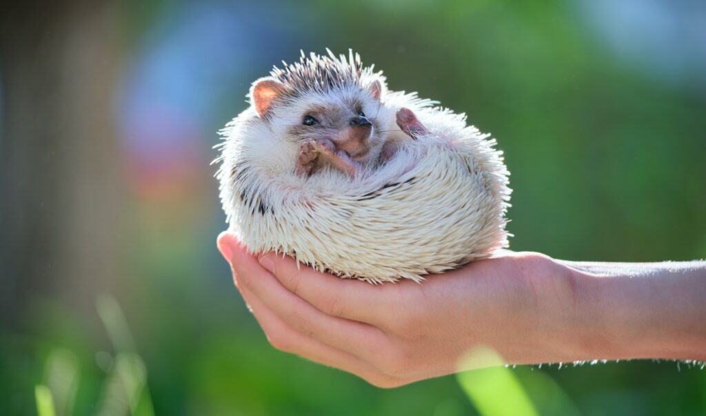 Human hands holding little african hedgehog pet outdoors on summer day.