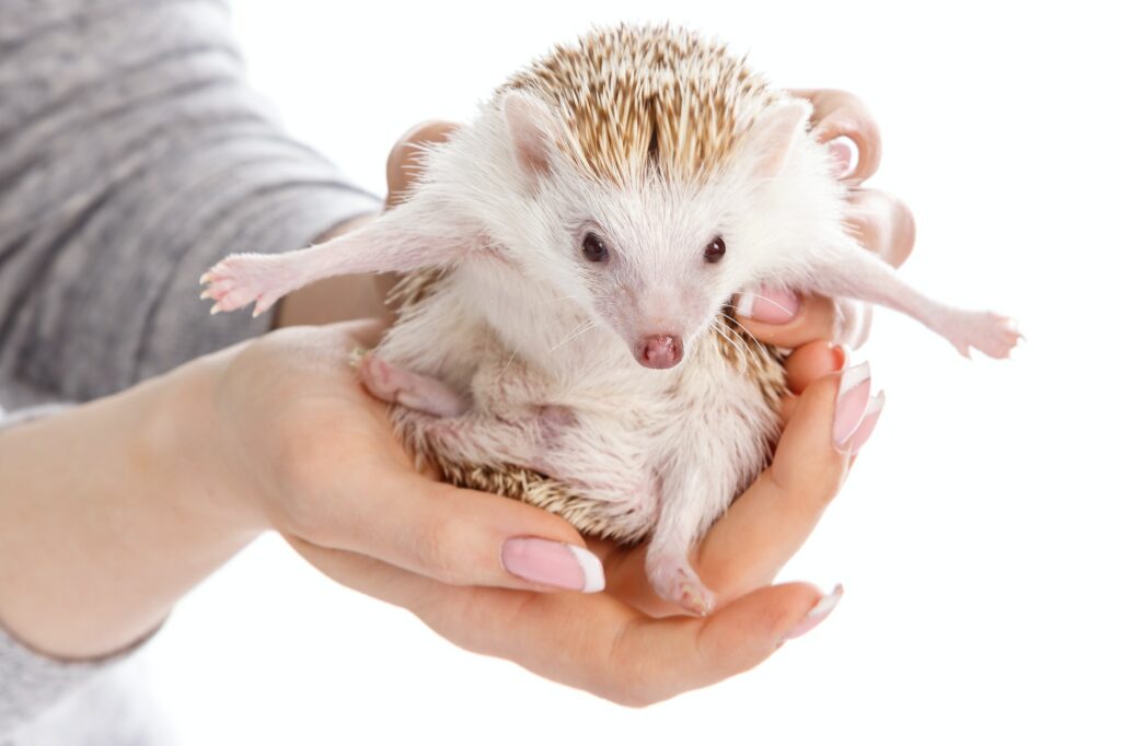 Small african hedgehog in female hands