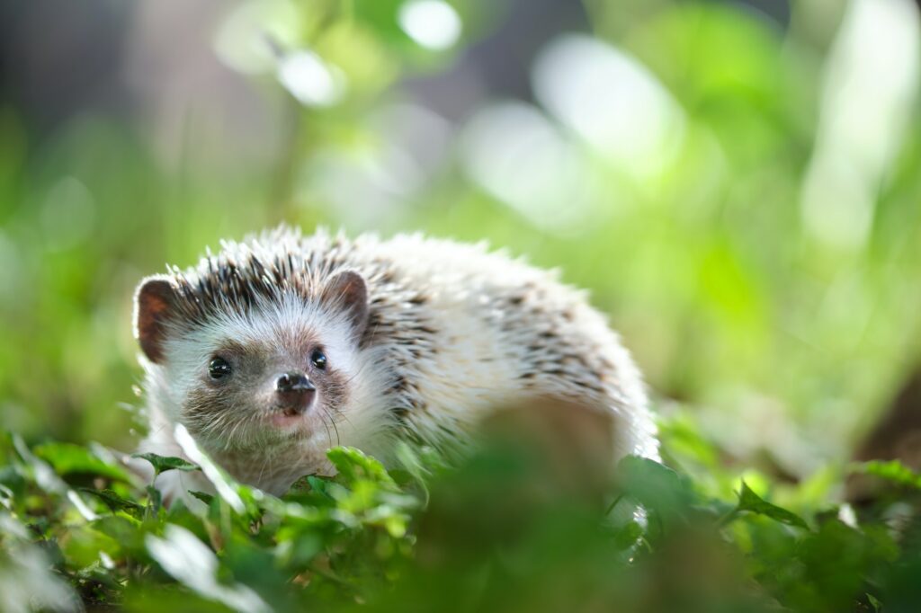 Small african hedgehog pet on green grass outdoors on summer day.