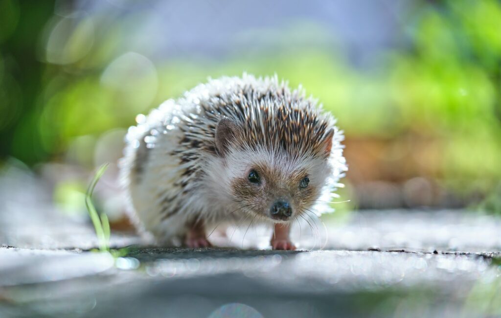 Small african hedgehog pet on green grass outdoors on summer day. Keeping domestic animals and
