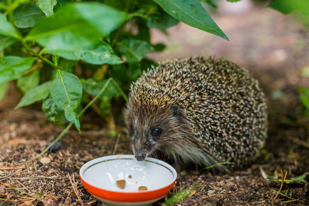 Wild Hedgehog eating from a dog bowl.Hedgehog eating dry cat food, summer garden.small grey prickly